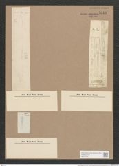 Synedra capitata Ehr. (de-Toni-Nr.: Genus 66, Species 2603) Zeichnungen Sammlung Grunow Nr. 5311 (NHMW-BOT-W0373709)